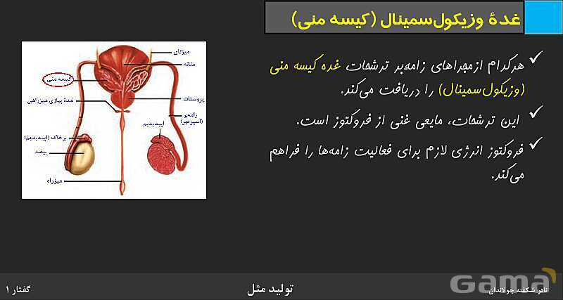 پاورپوینت زیست شناسی (2) یازدهم | فصل 7 | گفتار 1: دستگاه تولید مثل در مرد- پیش نمایش