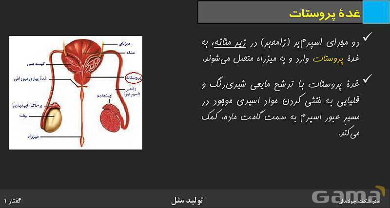 پاورپوینت زیست شناسی (2) یازدهم | فصل 7 | گفتار 1: دستگاه تولید مثل در مرد- پیش نمایش