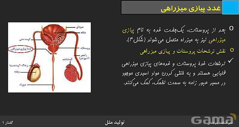 پاورپوینت زیست شناسی (2) یازدهم | فصل 7 | گفتار 1: دستگاه تولید مثل در مرد- پیش نمایش