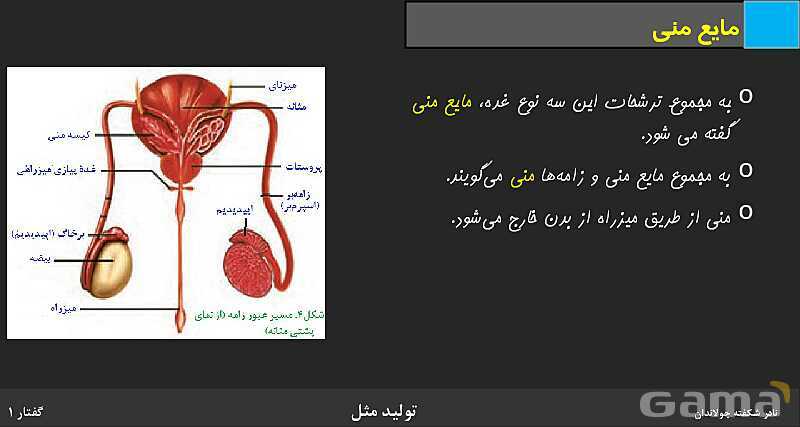 پاورپوینت زیست شناسی (2) یازدهم | فصل 7 | گفتار 1: دستگاه تولید مثل در مرد- پیش نمایش