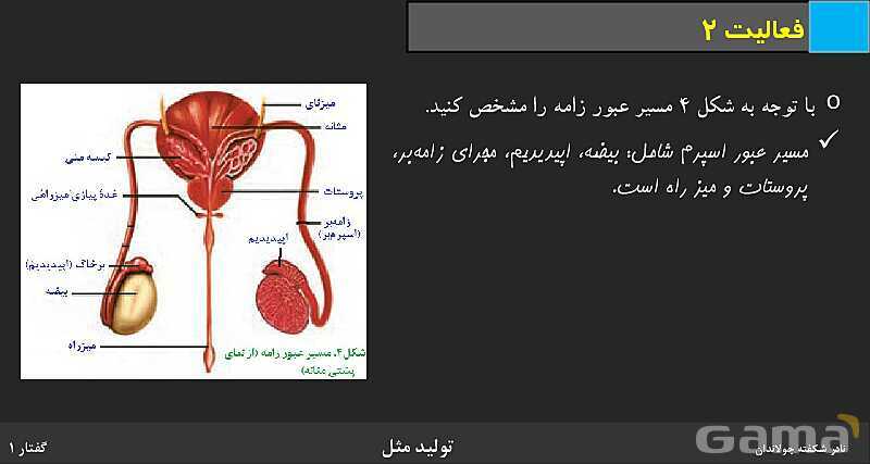 پاورپوینت زیست شناسی (2) یازدهم | فصل 7 | گفتار 1: دستگاه تولید مثل در مرد- پیش نمایش