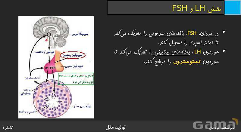 پاورپوینت زیست شناسی (2) یازدهم | فصل 7 | گفتار 1: دستگاه تولید مثل در مرد- پیش نمایش