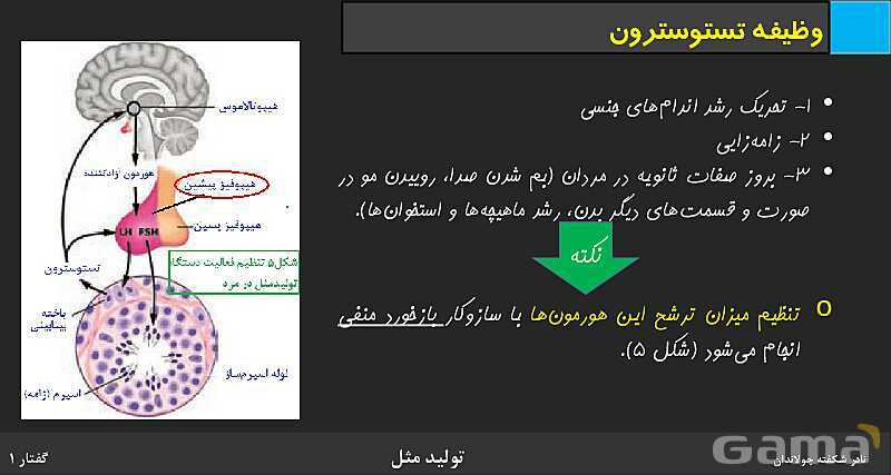 پاورپوینت زیست شناسی (2) یازدهم | فصل 7 | گفتار 1: دستگاه تولید مثل در مرد- پیش نمایش