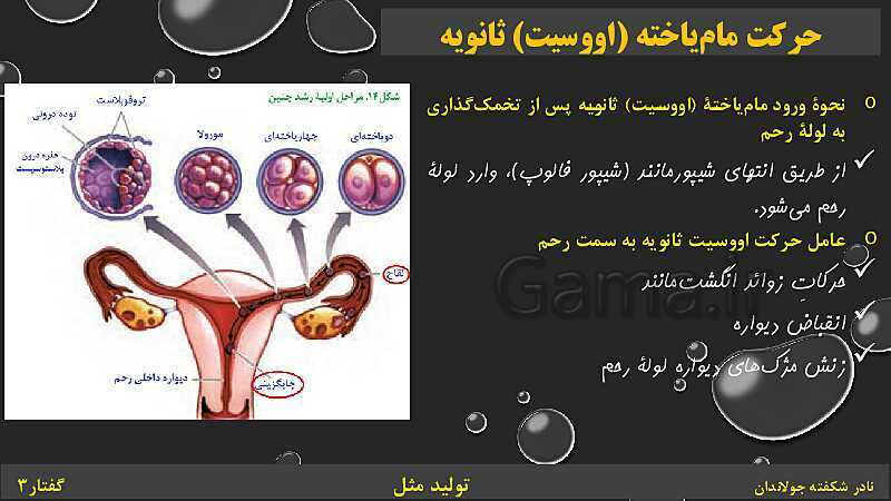 پاورپوینت زیست شناسی (2) یازدهم | فصل 7 | گفتار 3: رشد و نمو جنین- پیش نمایش
