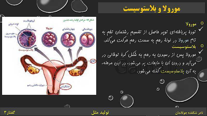 پاورپوینت زیست شناسی (2) یازدهم | فصل 7 | گفتار 3: رشد و نمو جنین- پیش نمایش