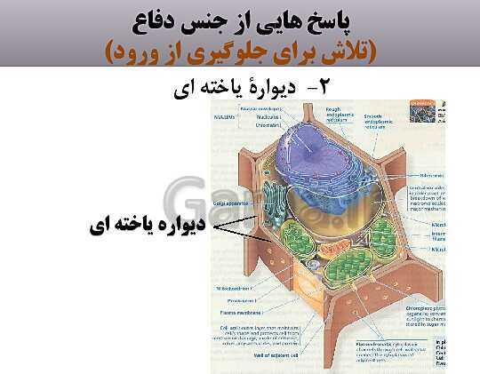 پاورپوینت زیست شناسی (2) یازدهم | فصل نهم_گفتار 2: پاسخ به محیط- پیش نمایش