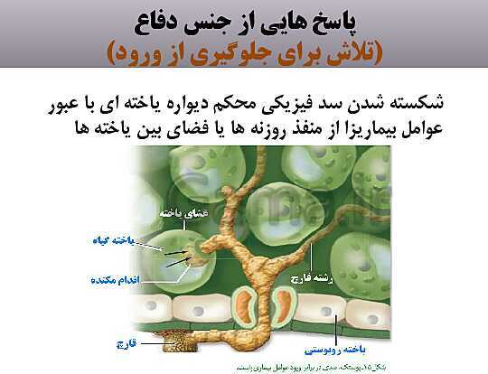 پاورپوینت زیست شناسی (2) یازدهم | فصل نهم_گفتار 2: پاسخ به محیط- پیش نمایش