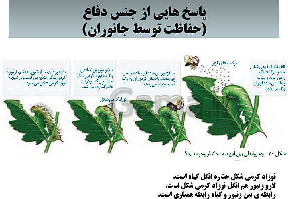 پاورپوینت زیست شناسی (2) یازدهم | فصل نهم_گفتار 2: پاسخ به محیط- پیش نمایش