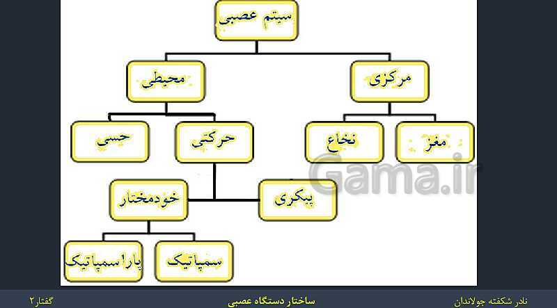 پاورپوینت زیست شناسی (2) یازدهم | فصل 1 | گفتار 2: ساختار دستگاه عصبی- پیش نمایش