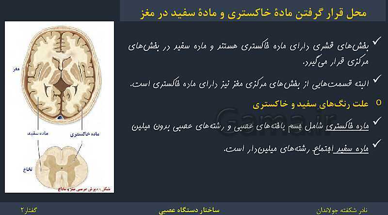 پاورپوینت زیست شناسی (2) یازدهم | فصل 1 | گفتار 2: ساختار دستگاه عصبی- پیش نمایش