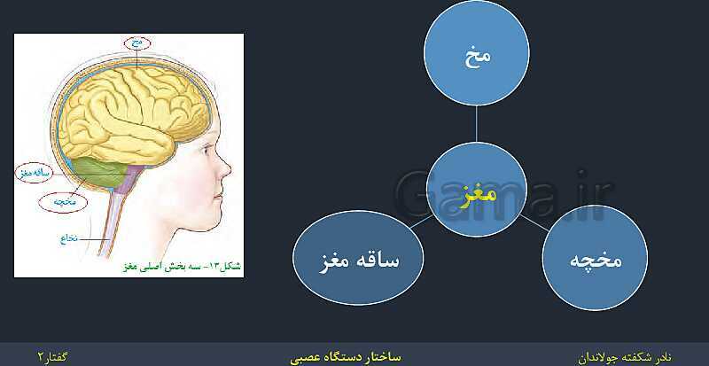 پاورپوینت زیست شناسی (2) یازدهم | فصل 1 | گفتار 2: ساختار دستگاه عصبی- پیش نمایش