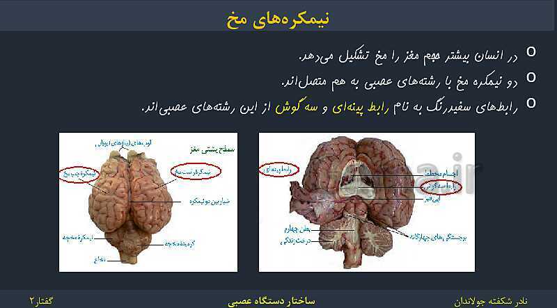 پاورپوینت زیست شناسی (2) یازدهم | فصل 1 | گفتار 2: ساختار دستگاه عصبی- پیش نمایش