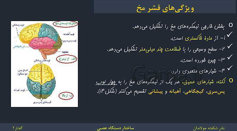 پاورپوینت زیست شناسی (2) یازدهم | فصل 1 | گفتار 2: ساختار دستگاه عصبی- پیش نمایش