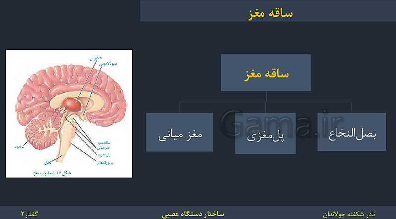 پاورپوینت زیست شناسی (2) یازدهم | فصل 1 | گفتار 2: ساختار دستگاه عصبی- پیش نمایش