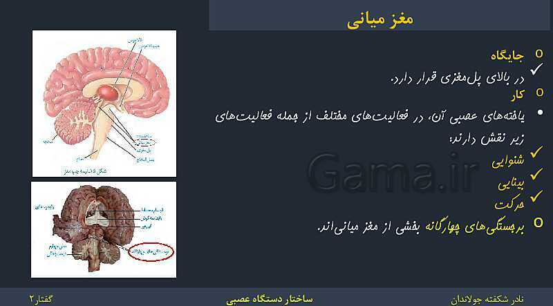 پاورپوینت زیست شناسی (2) یازدهم | فصل 1 | گفتار 2: ساختار دستگاه عصبی- پیش نمایش