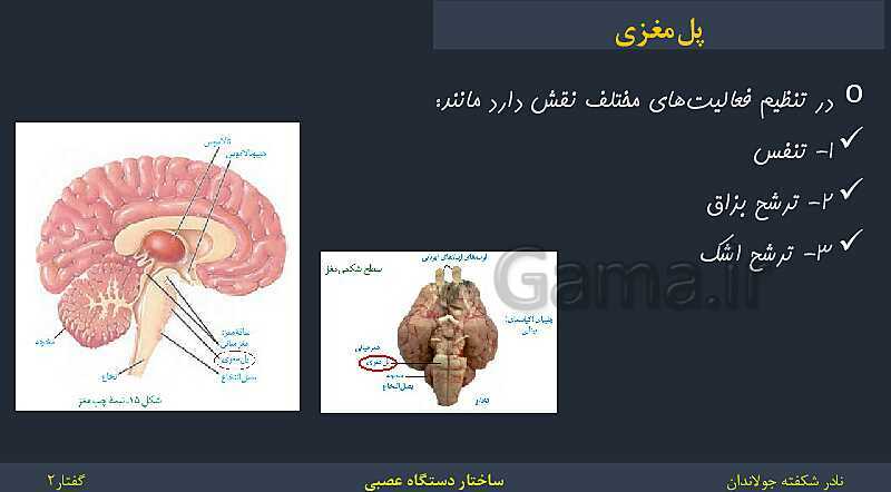 پاورپوینت زیست شناسی (2) یازدهم | فصل 1 | گفتار 2: ساختار دستگاه عصبی- پیش نمایش