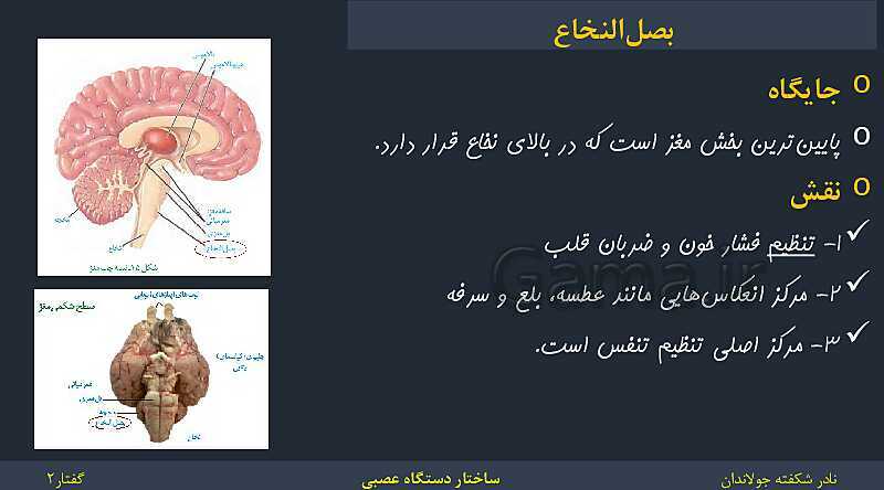 پاورپوینت زیست شناسی (2) یازدهم | فصل 1 | گفتار 2: ساختار دستگاه عصبی- پیش نمایش