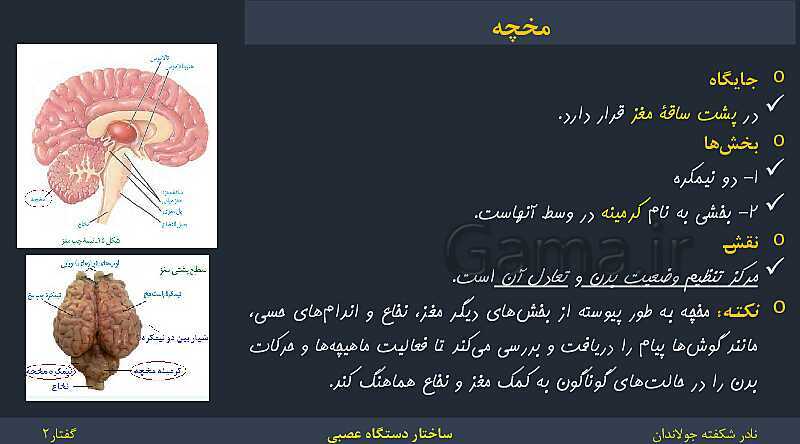 پاورپوینت زیست شناسی (2) یازدهم | فصل 1 | گفتار 2: ساختار دستگاه عصبی- پیش نمایش