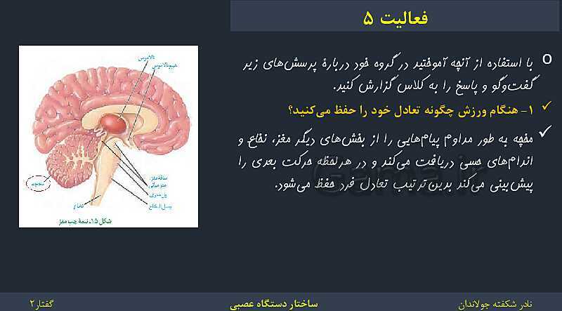 پاورپوینت زیست شناسی (2) یازدهم | فصل 1 | گفتار 2: ساختار دستگاه عصبی- پیش نمایش