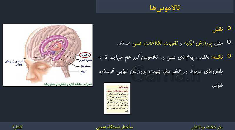 پاورپوینت زیست شناسی (2) یازدهم | فصل 1 | گفتار 2: ساختار دستگاه عصبی- پیش نمایش