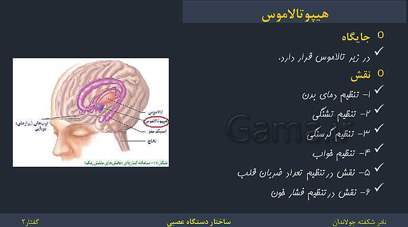 پاورپوینت زیست شناسی (2) یازدهم | فصل 1 | گفتار 2: ساختار دستگاه عصبی- پیش نمایش