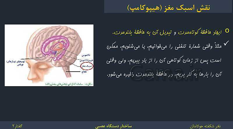 پاورپوینت زیست شناسی (2) یازدهم | فصل 1 | گفتار 2: ساختار دستگاه عصبی- پیش نمایش