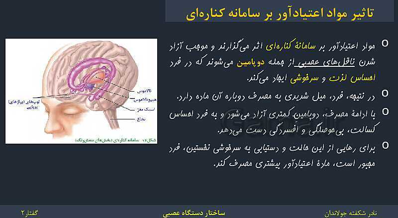 پاورپوینت زیست شناسی (2) یازدهم | فصل 1 | گفتار 2: ساختار دستگاه عصبی- پیش نمایش