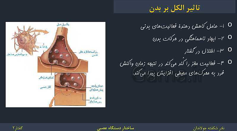 پاورپوینت زیست شناسی (2) یازدهم | فصل 1 | گفتار 2: ساختار دستگاه عصبی- پیش نمایش