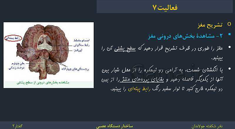 پاورپوینت زیست شناسی (2) یازدهم | فصل 1 | گفتار 2: ساختار دستگاه عصبی- پیش نمایش