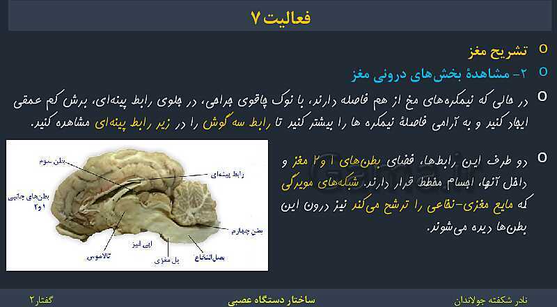 پاورپوینت زیست شناسی (2) یازدهم | فصل 1 | گفتار 2: ساختار دستگاه عصبی- پیش نمایش