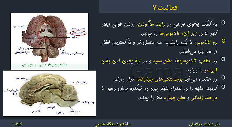 پاورپوینت زیست شناسی (2) یازدهم | فصل 1 | گفتار 2: ساختار دستگاه عصبی- پیش نمایش