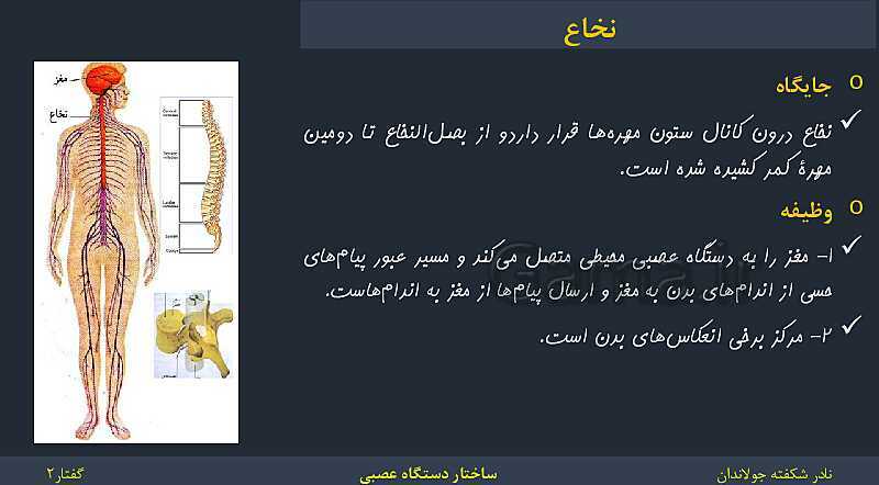 پاورپوینت زیست شناسی (2) یازدهم | فصل 1 | گفتار 2: ساختار دستگاه عصبی- پیش نمایش