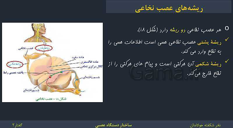 پاورپوینت زیست شناسی (2) یازدهم | فصل 1 | گفتار 2: ساختار دستگاه عصبی- پیش نمایش