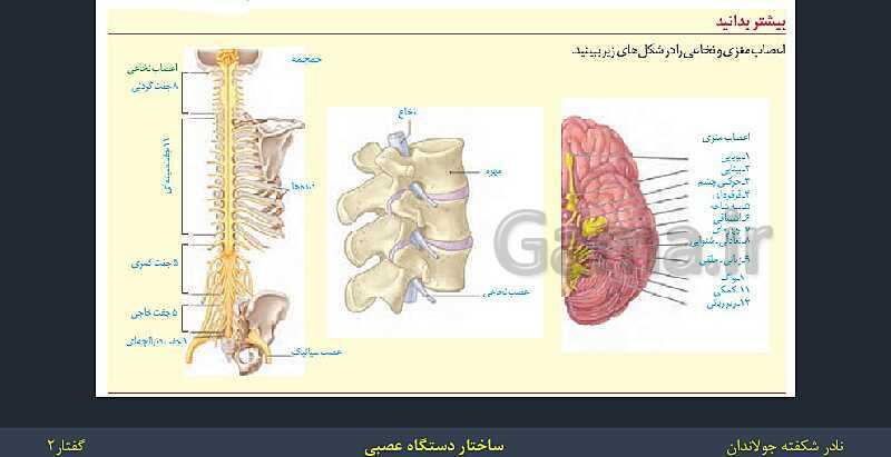 پاورپوینت زیست شناسی (2) یازدهم | فصل 1 | گفتار 2: ساختار دستگاه عصبی- پیش نمایش