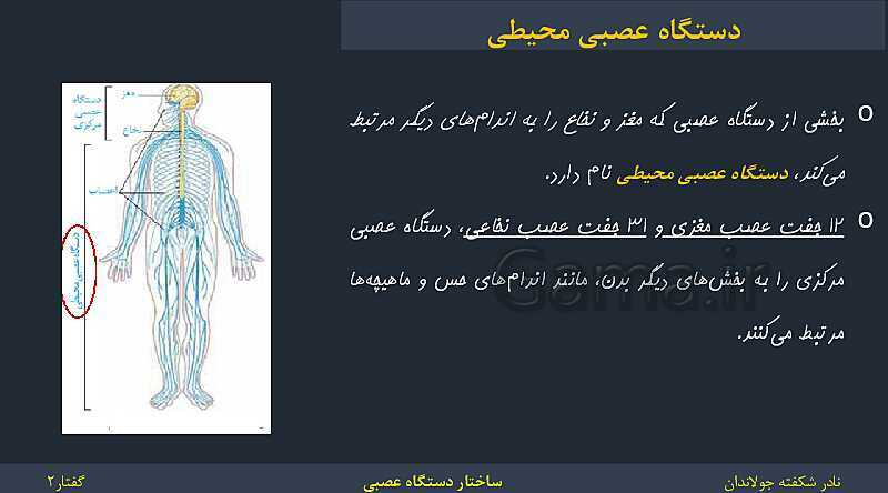 پاورپوینت زیست شناسی (2) یازدهم | فصل 1 | گفتار 2: ساختار دستگاه عصبی- پیش نمایش