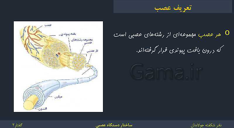 پاورپوینت زیست شناسی (2) یازدهم | فصل 1 | گفتار 2: ساختار دستگاه عصبی- پیش نمایش