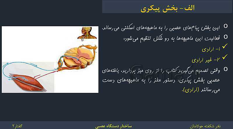 پاورپوینت زیست شناسی (2) یازدهم | فصل 1 | گفتار 2: ساختار دستگاه عصبی- پیش نمایش