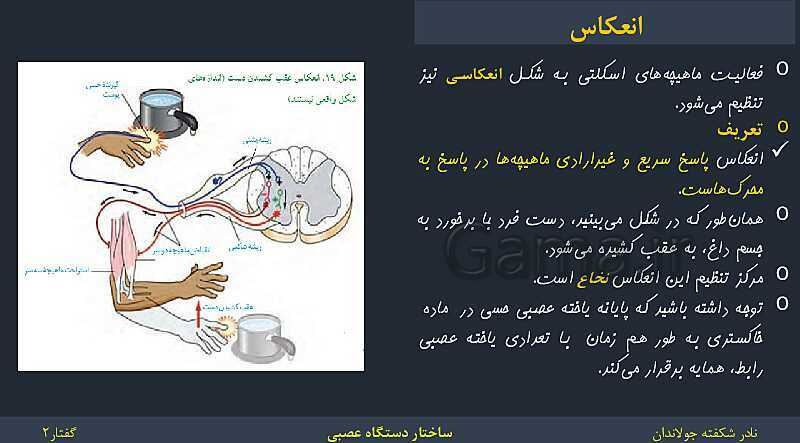 پاورپوینت زیست شناسی (2) یازدهم | فصل 1 | گفتار 2: ساختار دستگاه عصبی- پیش نمایش