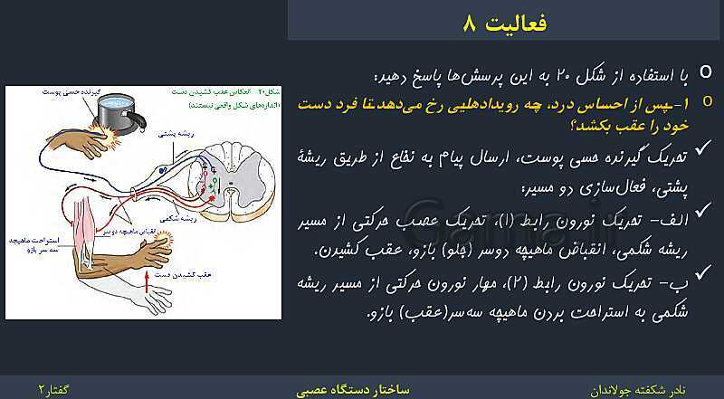 پاورپوینت زیست شناسی (2) یازدهم | فصل 1 | گفتار 2: ساختار دستگاه عصبی- پیش نمایش