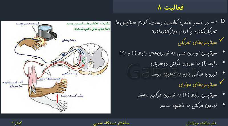 پاورپوینت زیست شناسی (2) یازدهم | فصل 1 | گفتار 2: ساختار دستگاه عصبی- پیش نمایش