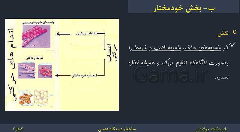 پاورپوینت زیست شناسی (2) یازدهم | فصل 1 | گفتار 2: ساختار دستگاه عصبی- پیش نمایش