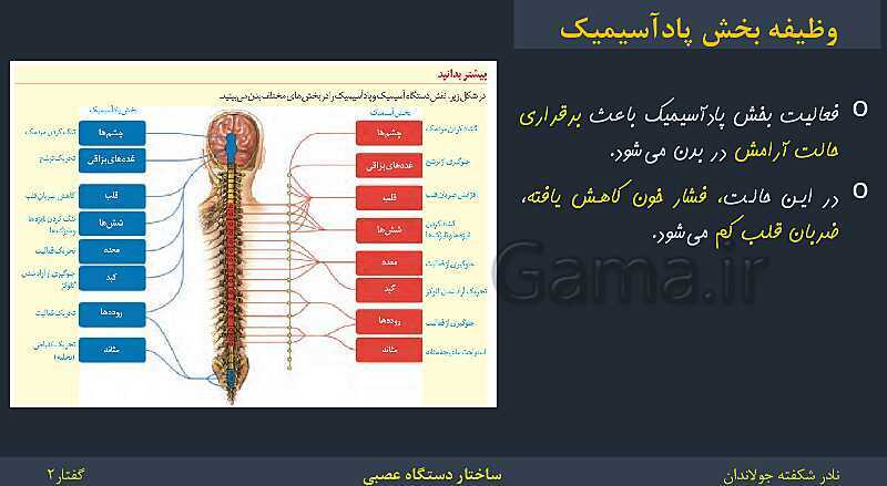 پاورپوینت زیست شناسی (2) یازدهم | فصل 1 | گفتار 2: ساختار دستگاه عصبی- پیش نمایش