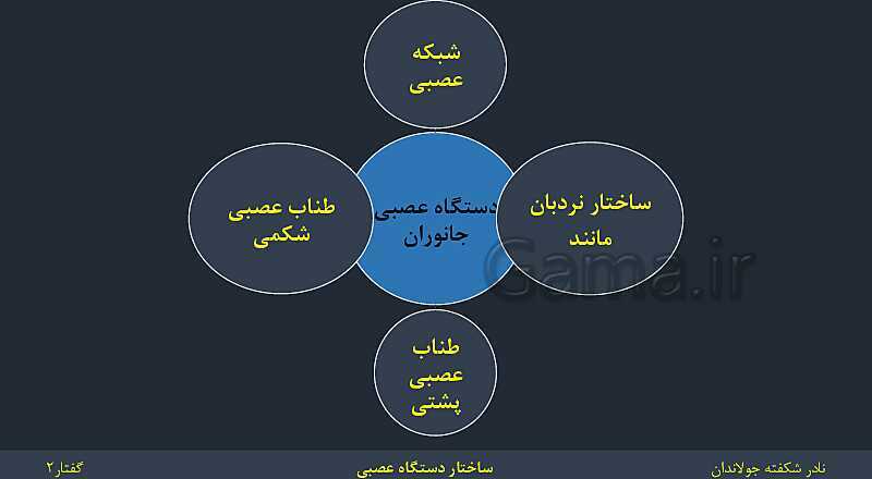 پاورپوینت زیست شناسی (2) یازدهم | فصل 1 | گفتار 2: ساختار دستگاه عصبی- پیش نمایش