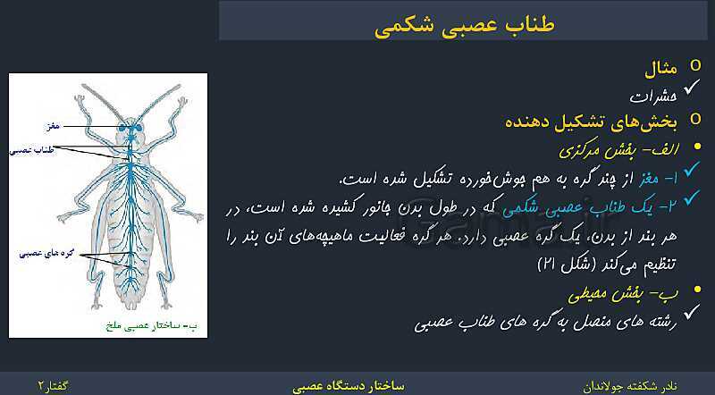 پاورپوینت زیست شناسی (2) یازدهم | فصل 1 | گفتار 2: ساختار دستگاه عصبی- پیش نمایش