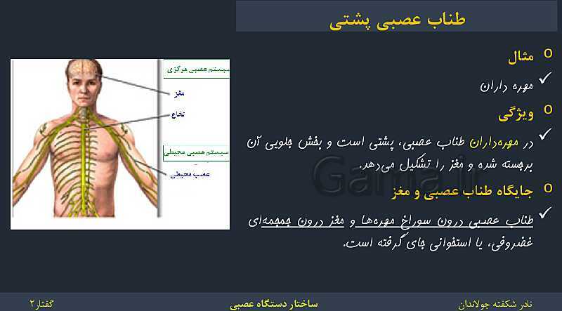 پاورپوینت زیست شناسی (2) یازدهم | فصل 1 | گفتار 2: ساختار دستگاه عصبی- پیش نمایش