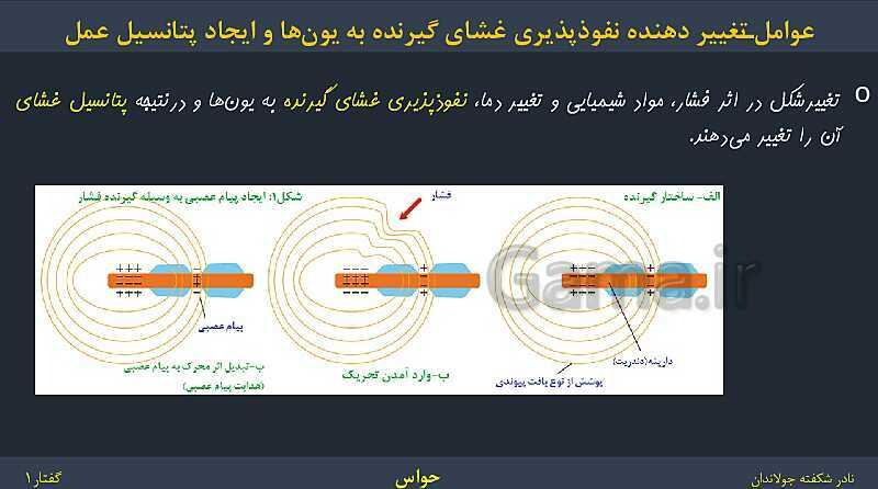 پاورپوینت زیست شناسی (2) یازدهم | فصل 2 | گفتار 1: گیرنده‌های حسی- پیش نمایش