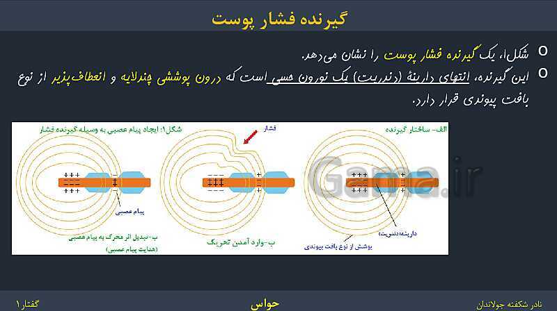 پاورپوینت زیست شناسی (2) یازدهم | فصل 2 | گفتار 1: گیرنده‌های حسی- پیش نمایش