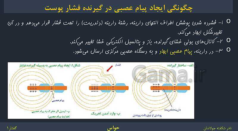 پاورپوینت زیست شناسی (2) یازدهم | فصل 2 | گفتار 1: گیرنده‌های حسی- پیش نمایش