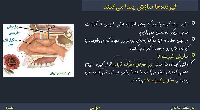 پاورپوینت زیست شناسی (2) یازدهم | فصل 2 | گفتار 1: گیرنده‌های حسی- پیش نمایش