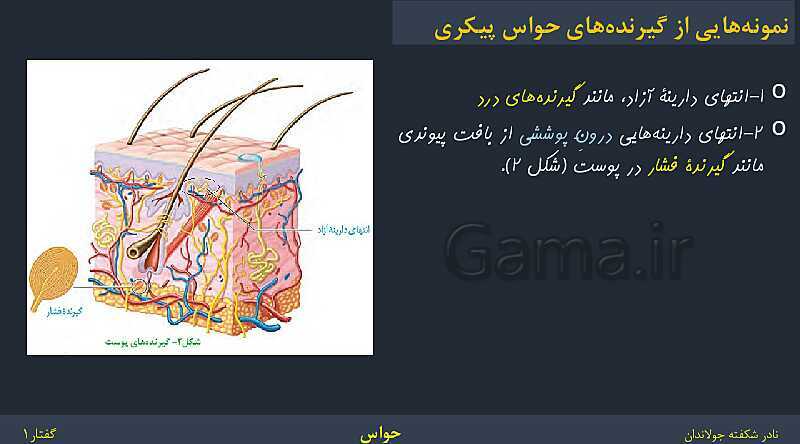 پاورپوینت زیست شناسی (2) یازدهم | فصل 2 | گفتار 1: گیرنده‌های حسی- پیش نمایش